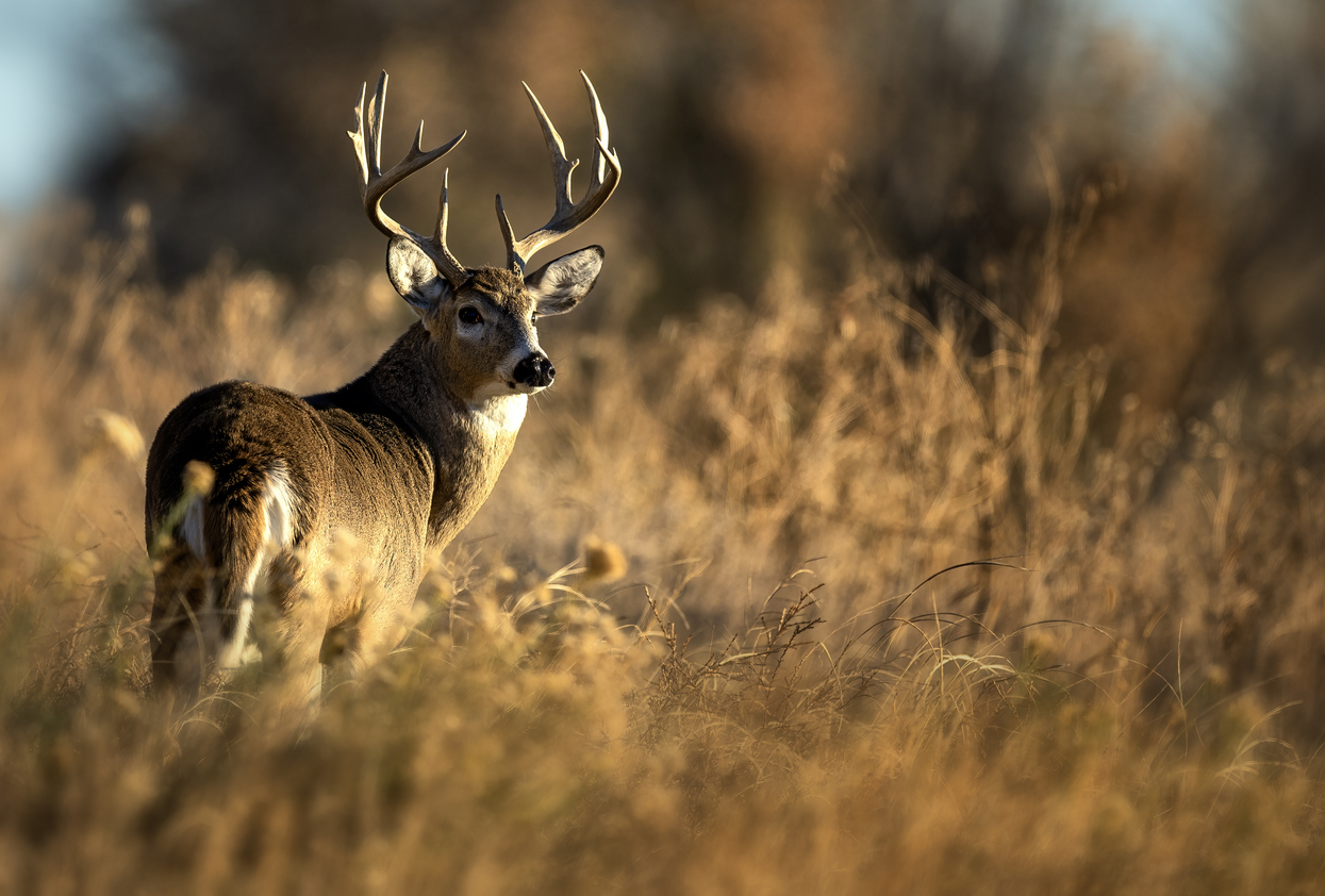 Best Caliber for Deer Hunting: Which One Should You Choose?